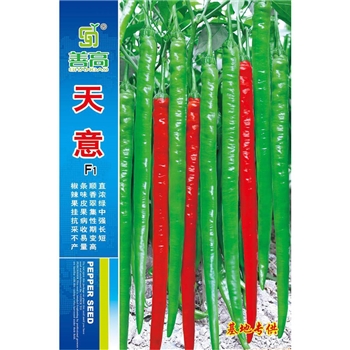 天意线椒