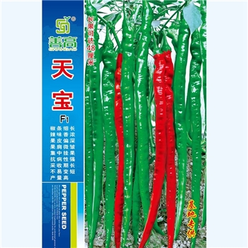 天宝线椒