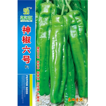神椒六号