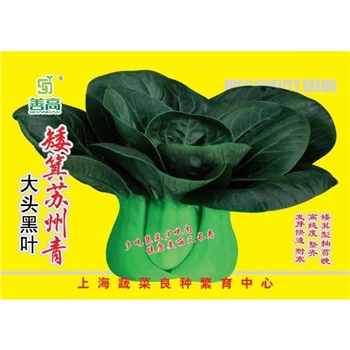矮箕苏州青