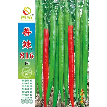 善辣816