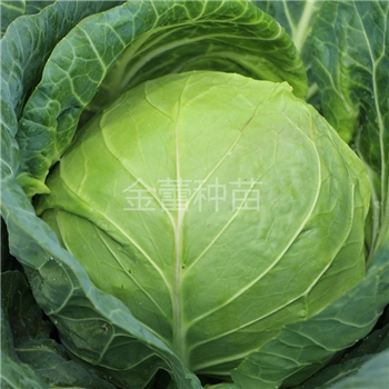 金甘秋英