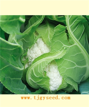 【天津耕耘】雪剑四号/2000粒 -花椰菜种子