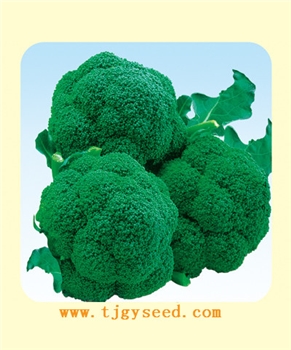 绿剑西兰花
