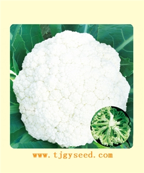 【天津耕耘】青松90/2000粒