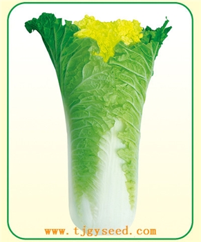 【天津耕耘】津耘白56/20克 大白菜种子