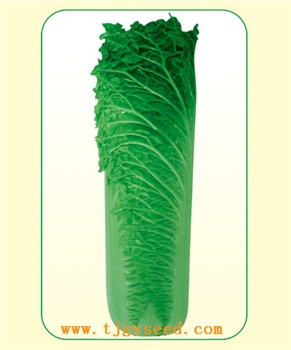 【天津耕耘】天青55/20克 大白菜种子