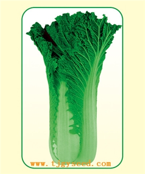 【天津耕耘】天青75/20克 大白菜种子