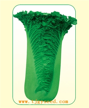 【天津耕耘】天青78/20克 大白菜种子