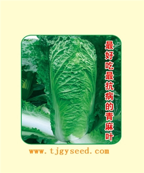 【天津耕耘】天才/10克 大白菜种子