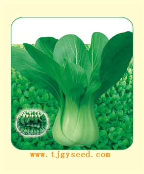 【天津耕耘】天美青梗菜/10克