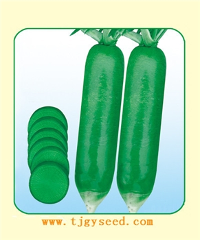 【天津耕耘】水果萝卜/10克