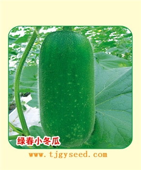 【天津耕耘】绿春小冬瓜/10克