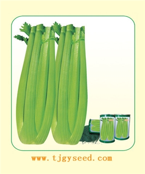 【天津耕耘】法国埃菲尔芹菜/10克