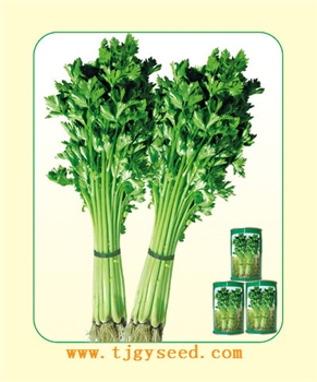 【天津耕耘】四季速生/20克