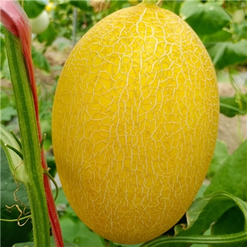 传神