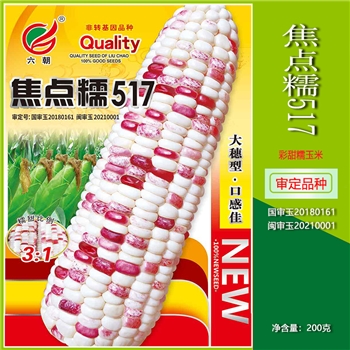 焦点糯517
