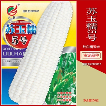 苏玉糯5号