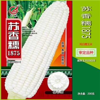 苏香糯1875