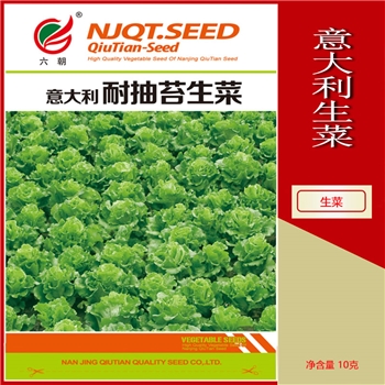 意大利生菜