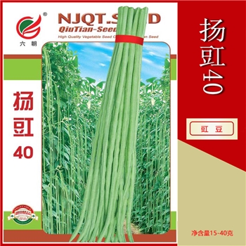 扬豇40