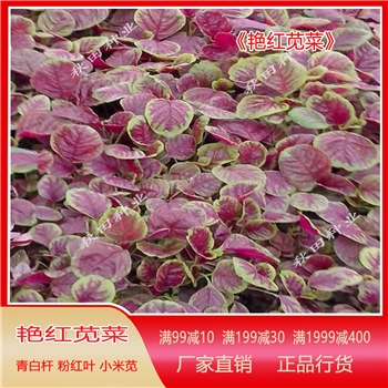 艳红苋菜