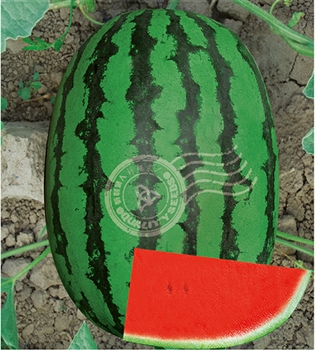 懒汉欣龙