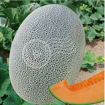 天骄蜜（天骄十七）