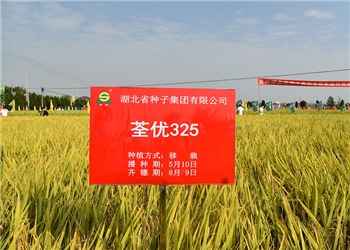 荃优325