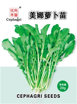 美娜萝卜苗