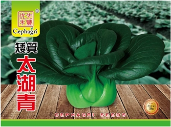 矮箕太湖青
