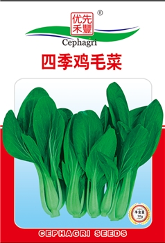 四季鸡毛菜