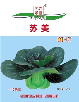 苏美