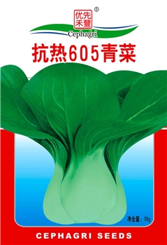 抗热605青菜