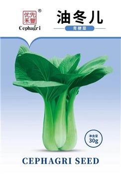 油冬儿
