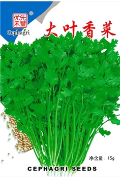 大叶香菜