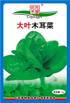 大叶木耳菜