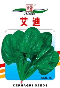 艾迪