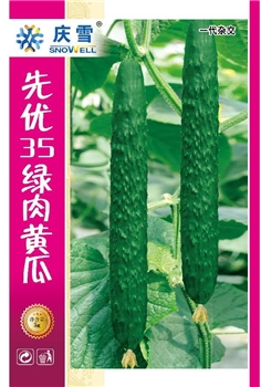 先优35绿肉黄瓜
