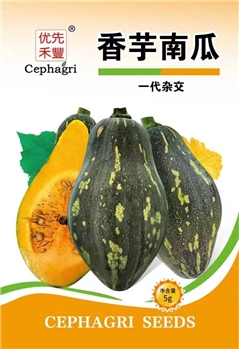 香芋南瓜