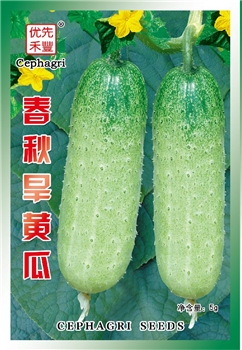 春秋旱黄瓜