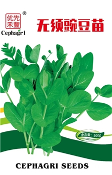 无须豌豆苗