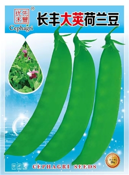 长丰大荚荷兰豆