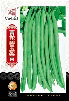 青龙碧玉架豆