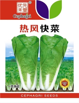 热风快菜