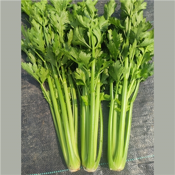 格林